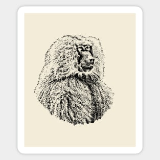 Baboon Sticker